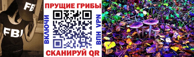 Купить где  Сураж  Псилоцибиновые грибы Psilocybe 
